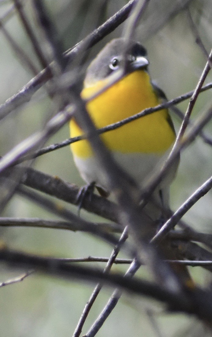 Yellow-breasted Chat - ML152612651