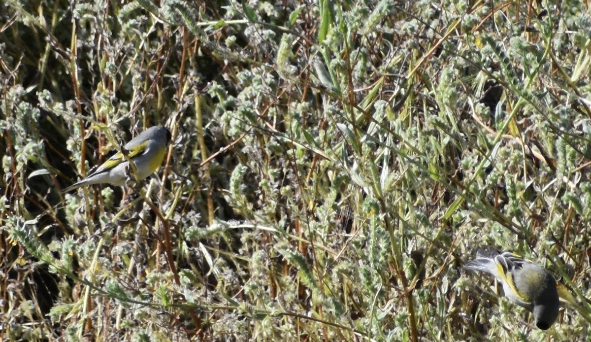 Lawrence's Goldfinch - ML152613251
