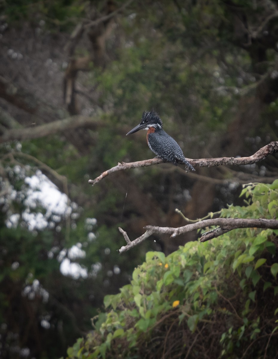 Giant Kingfisher - Deb Ford