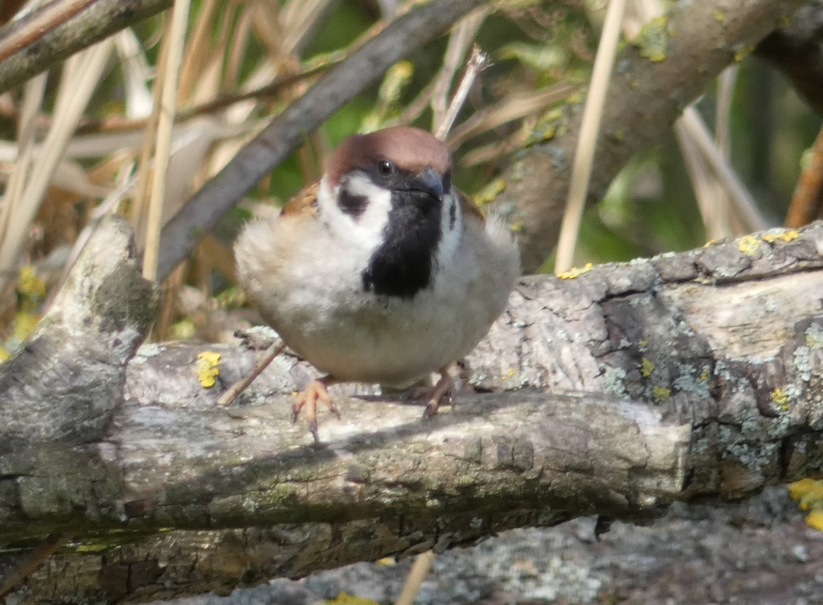 Eurasian Tree Sparrow - Alan Younger