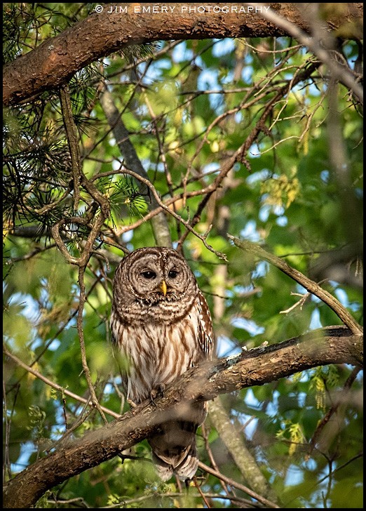 Barred Owl - Jim Emery
