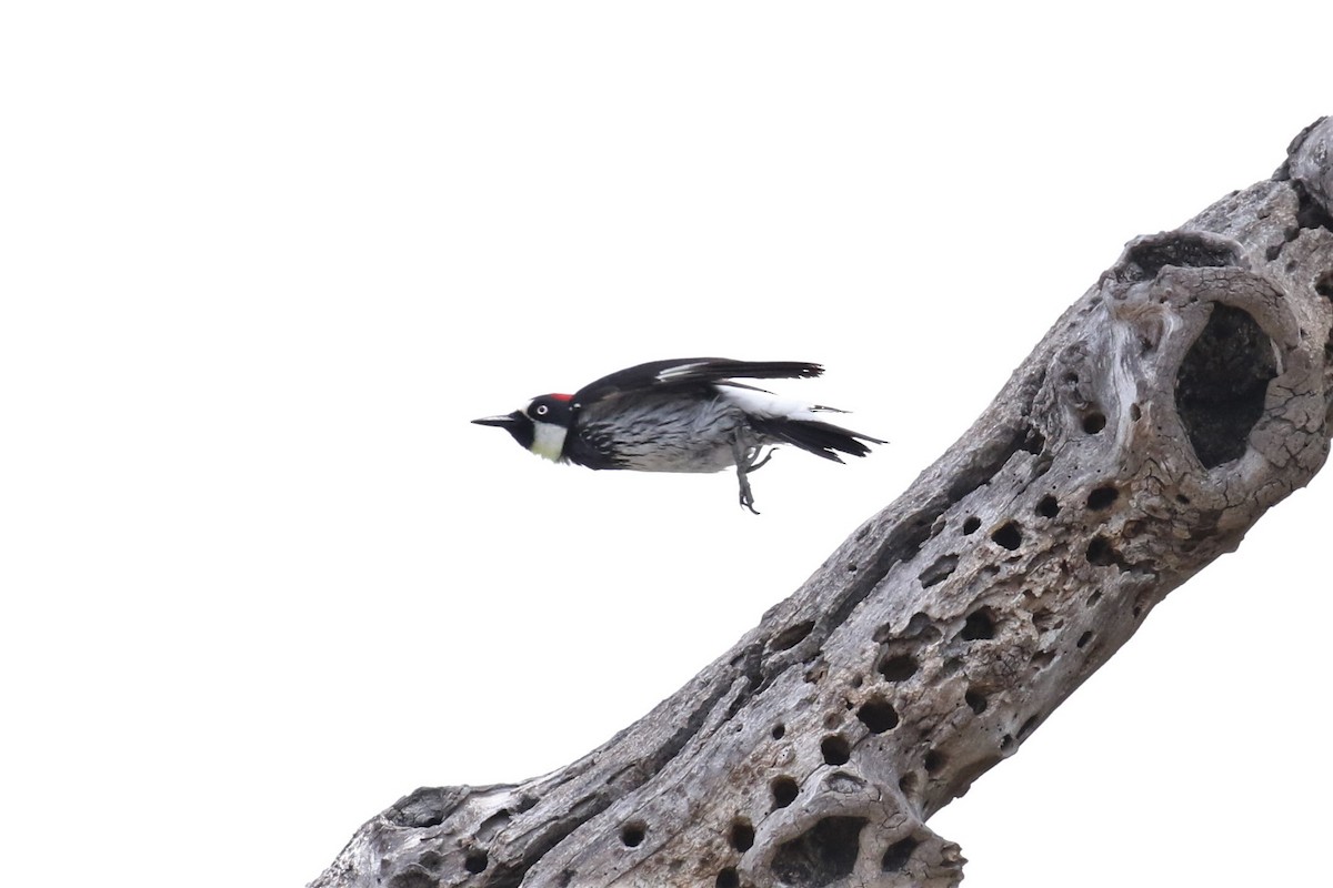 Acorn Woodpecker - Tom Fangrow