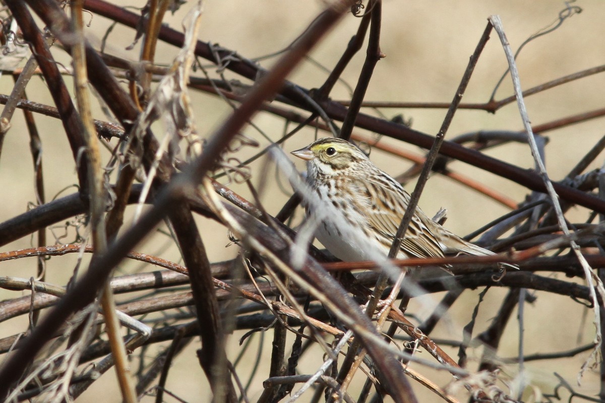 Savannah Sparrow - ML152616001