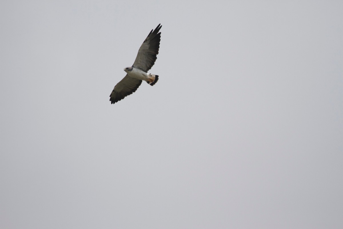White-tailed Hawk - Gary Brunvoll
