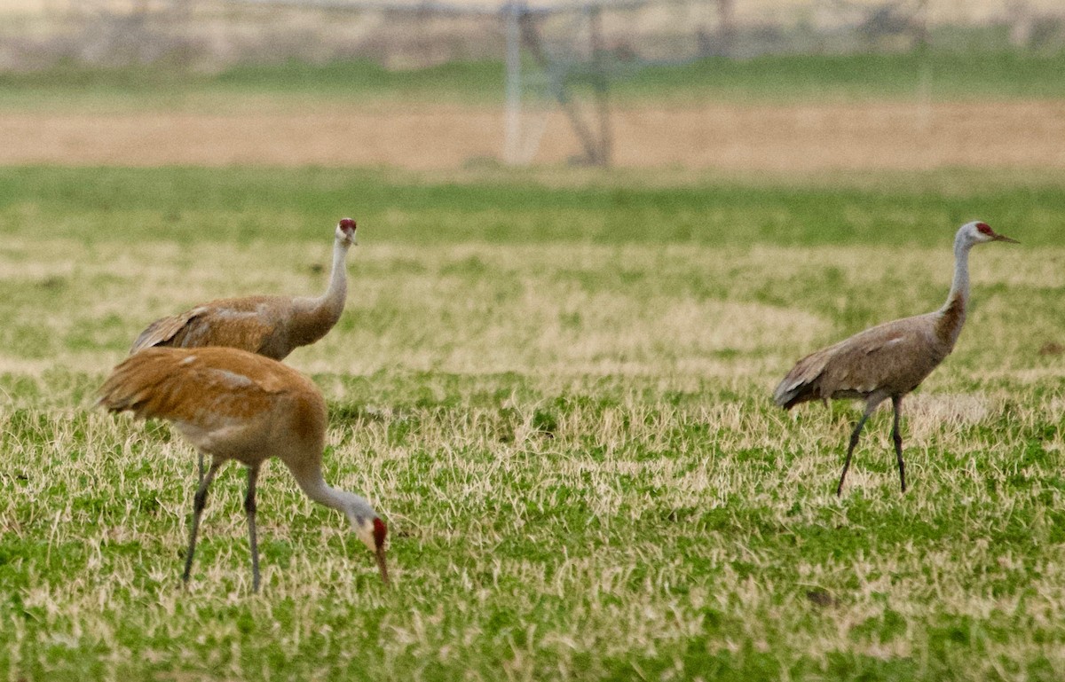 Sandhill Crane (canadensis) - Flocking Around