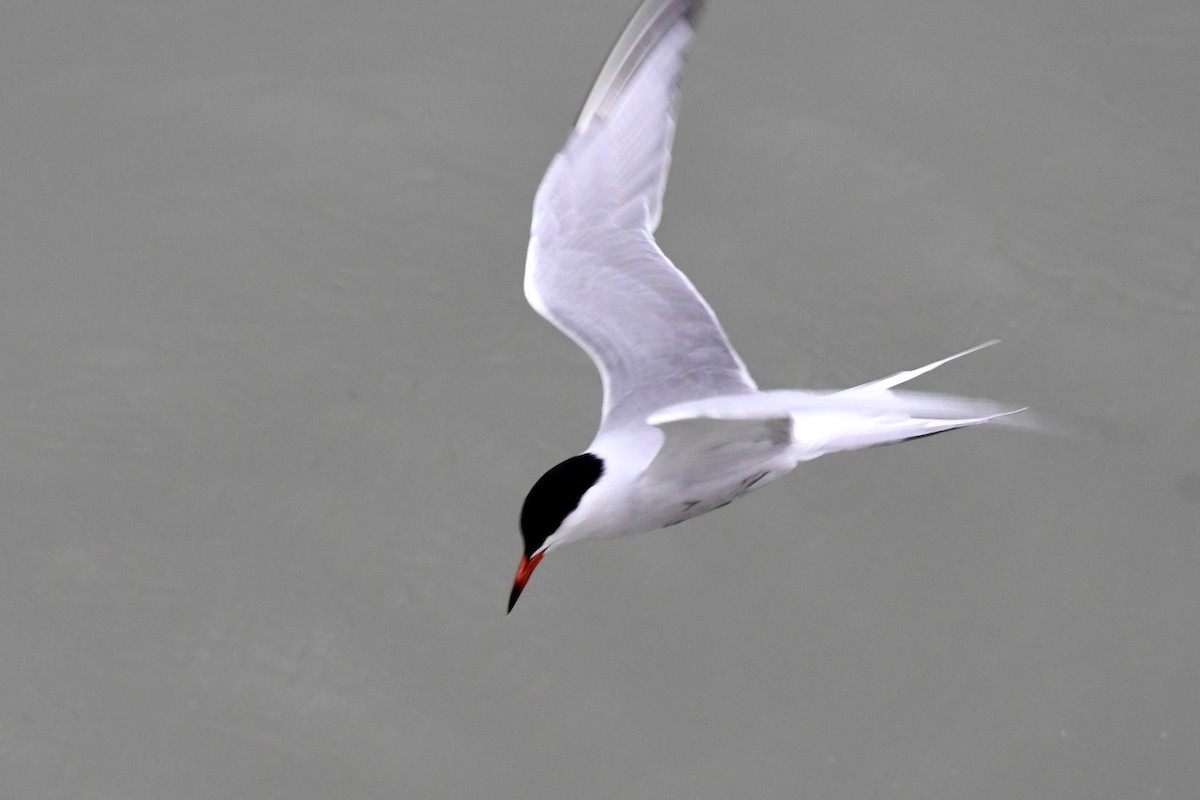 Common Tern - Thomas Rickfelder