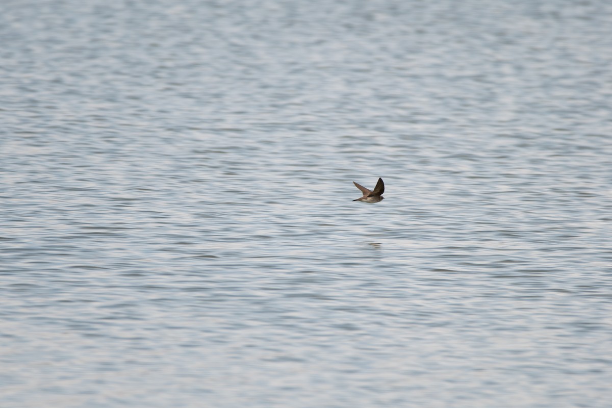 Northern Rough-winged Swallow - Atticus Soehren