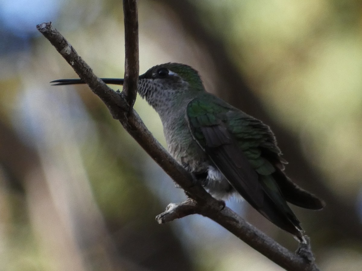 Rivoli's Hummingbird - ML152619841