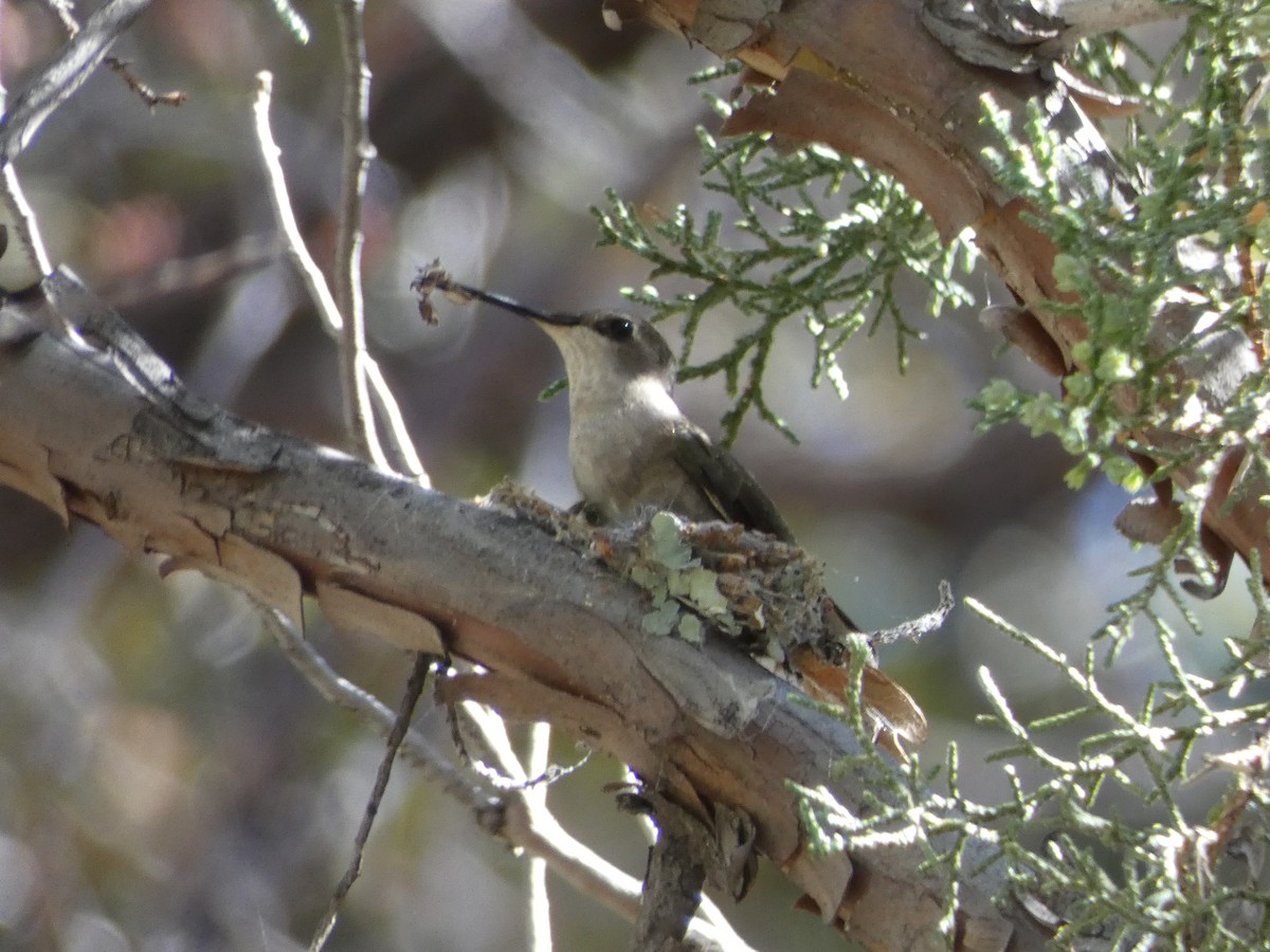 Black-chinned Hummingbird - Jim Lind