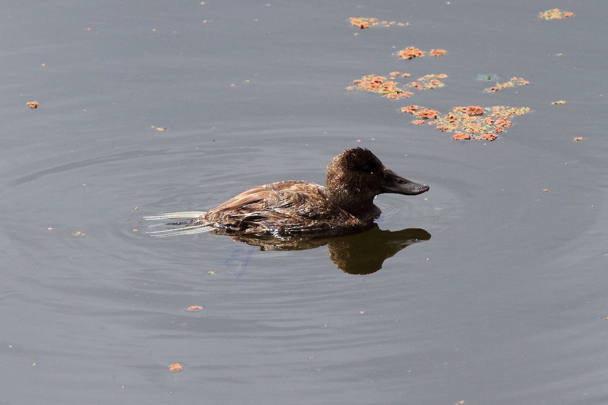 Andean Duck - ML152620861