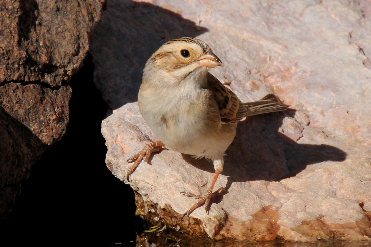 Clay-colored Sparrow - ML152620881