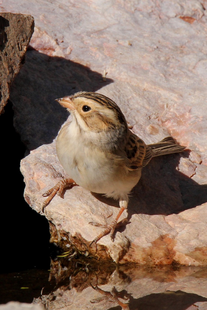 Clay-colored Sparrow - ML152621091