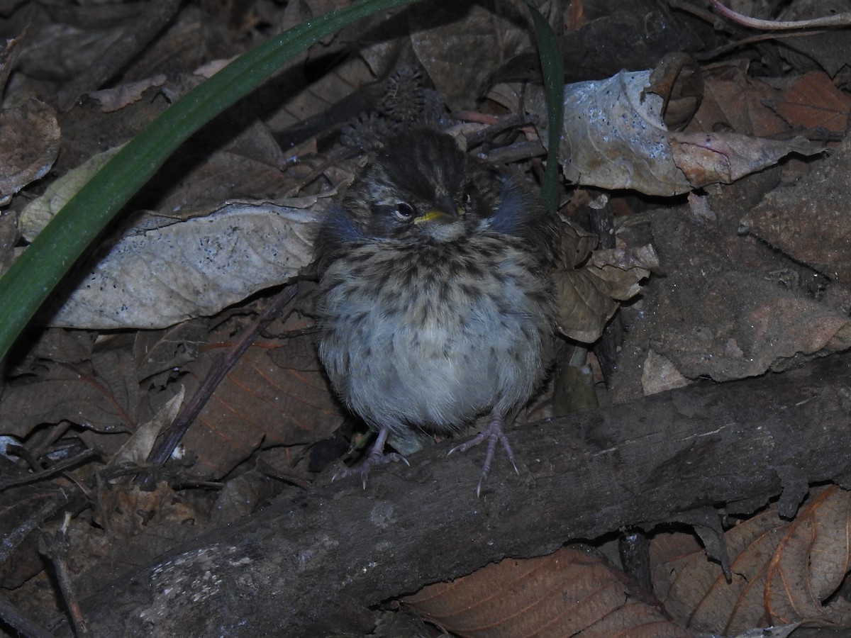 Rufous-collared Sparrow - ML152621131