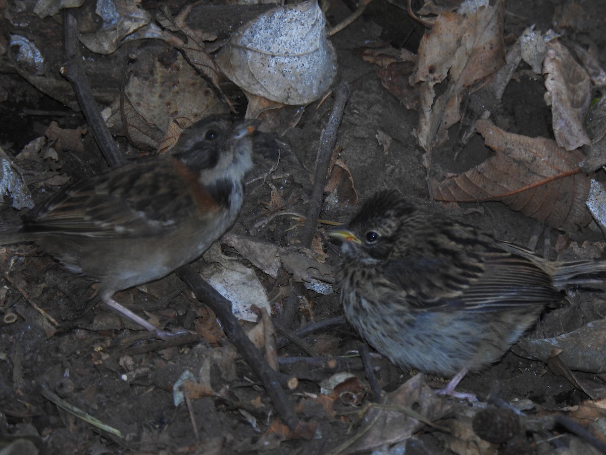 Rufous-collared Sparrow - ML152621611