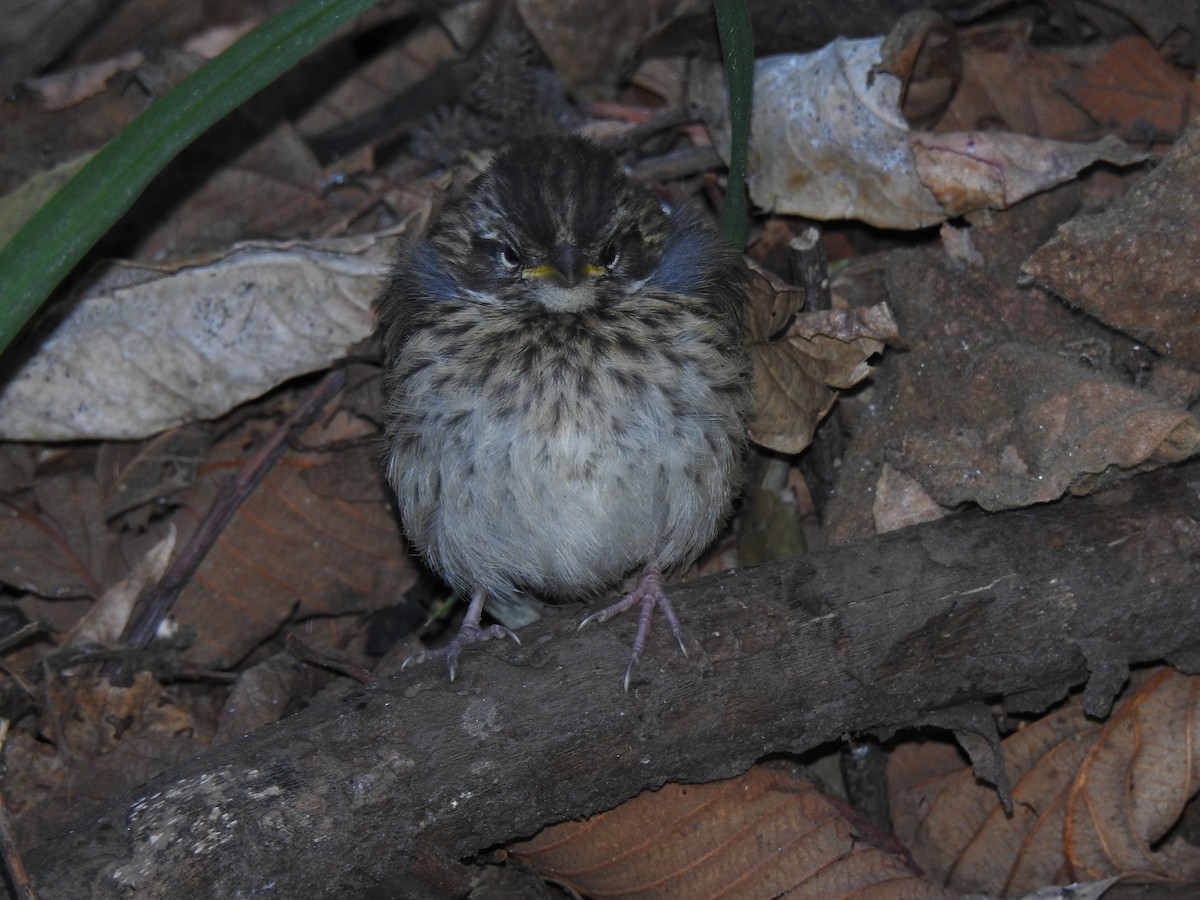 Rufous-collared Sparrow - ML152621621
