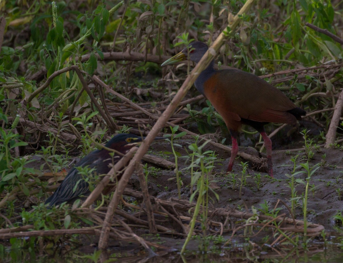 Gray-cowled Wood-Rail - Don Coons