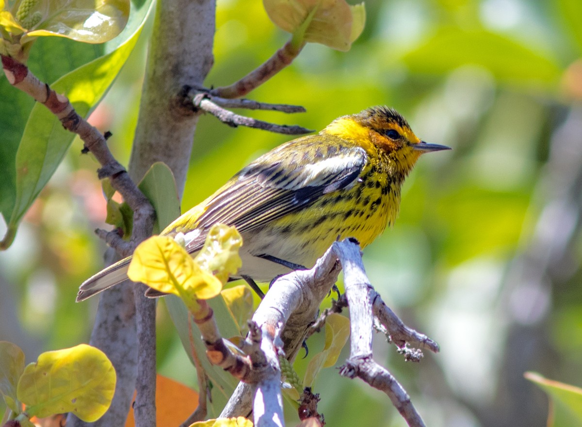 Cape May Warbler - Mark and Holly Salvato