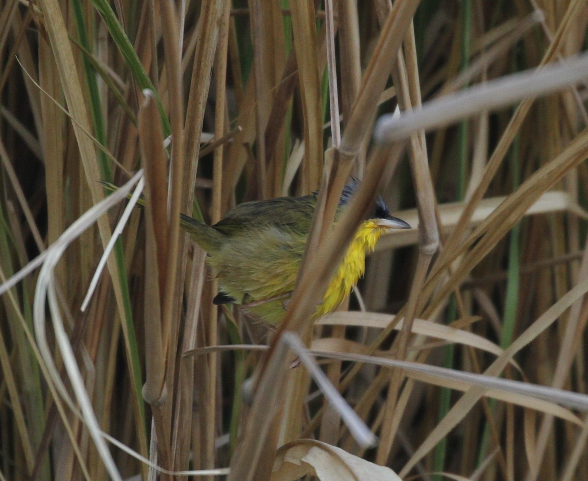 Gray-crowned Yellowthroat - Don Coons