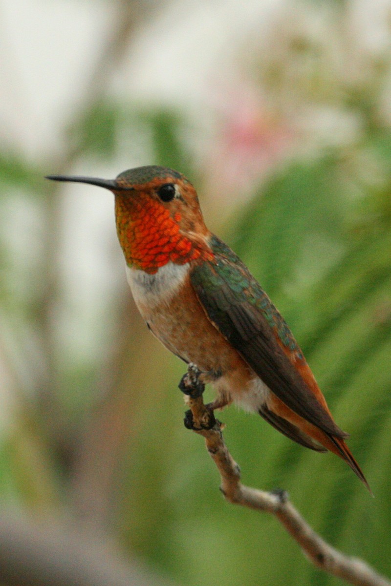Allen's Hummingbird - Tony Battiste