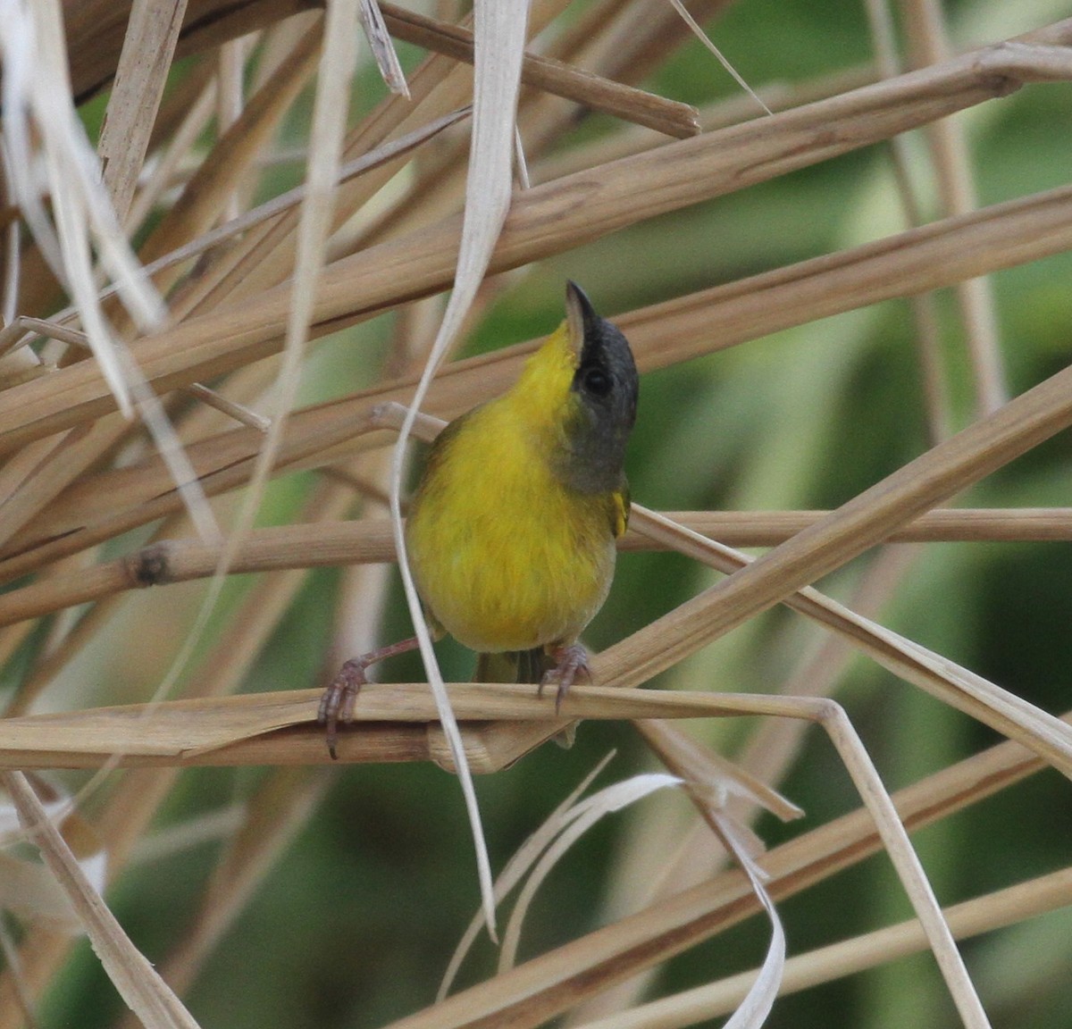Gray-crowned Yellowthroat - Don Coons