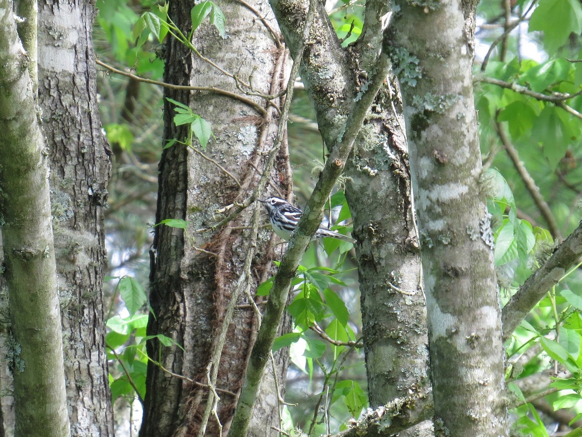 Black-and-white Warbler - ML152624651