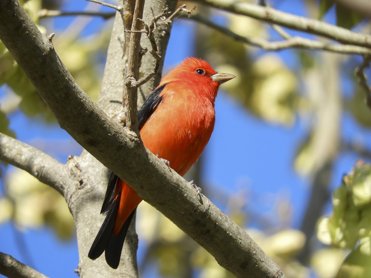 Scarlet Tanager - ML152624891