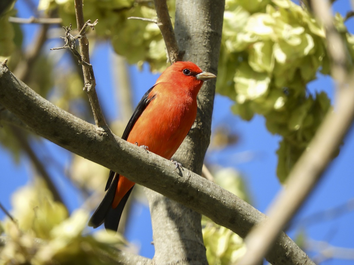 Scarlet Tanager - ML152624901