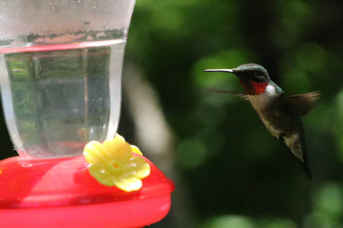 Ruby-throated Hummingbird - George Brode