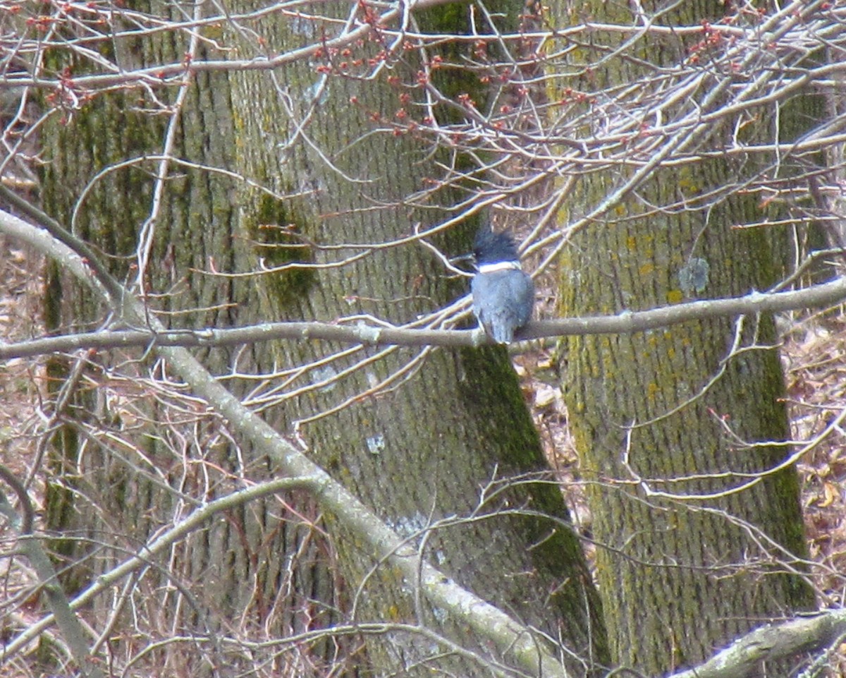 Belted Kingfisher - ML152627501