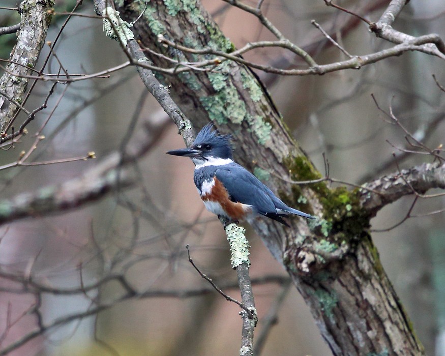 Belted Kingfisher - ML152628001