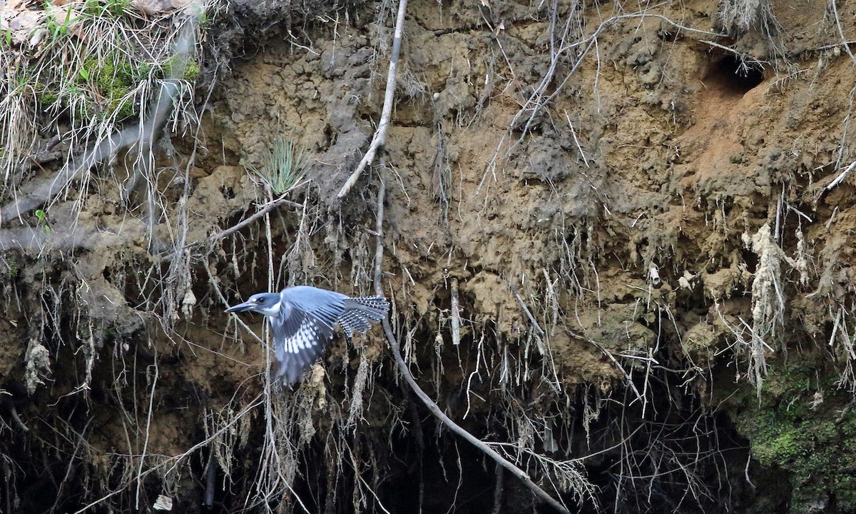 Belted Kingfisher - ML152628071