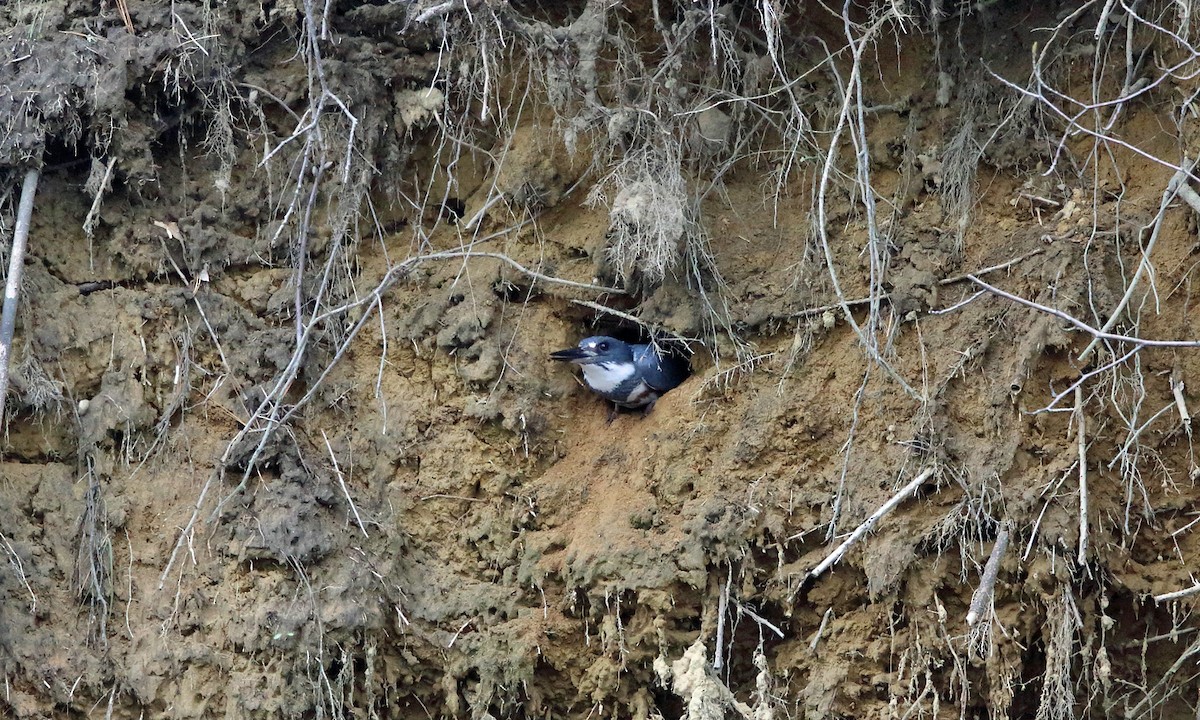 Belted Kingfisher - ML152628111