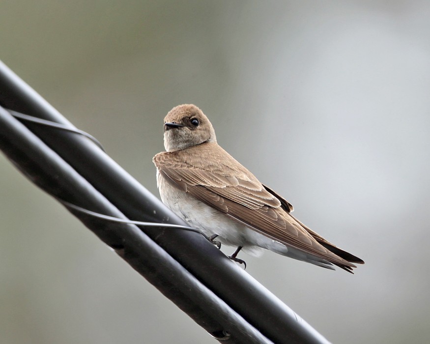 Northern Rough-winged Swallow - ML152628161