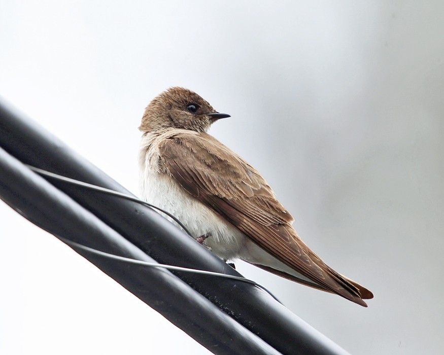 Northern Rough-winged Swallow - ML152628221