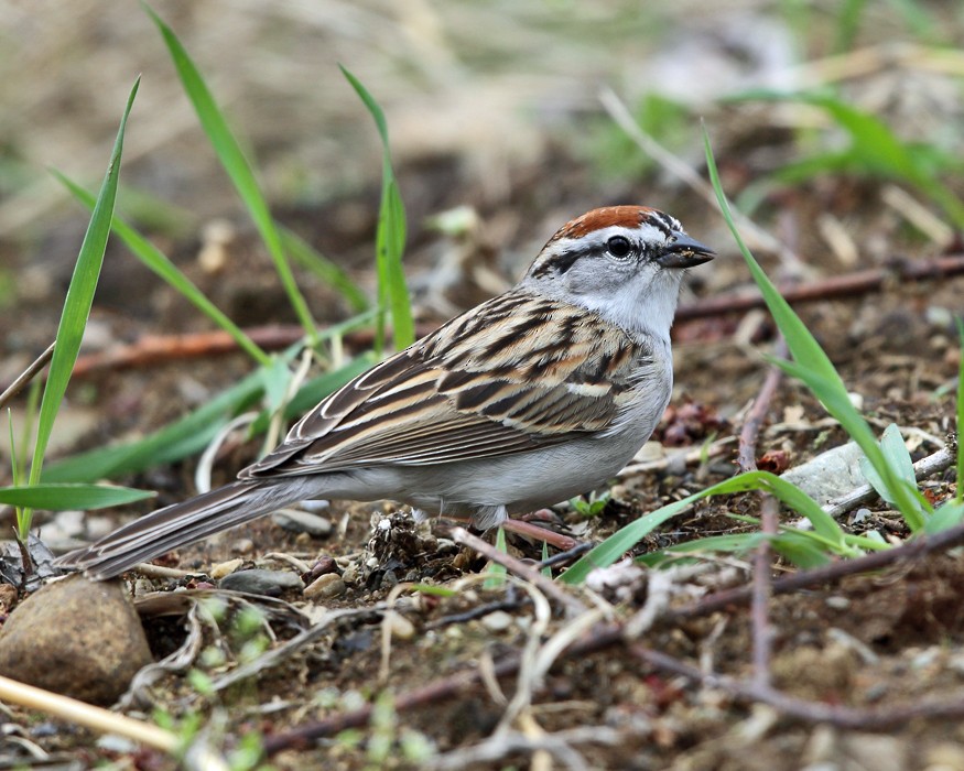 Chipping Sparrow - ML152628351