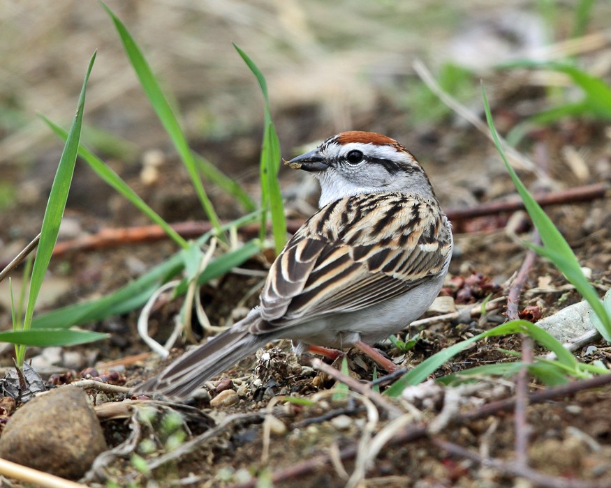 Chipping Sparrow - ML152628451