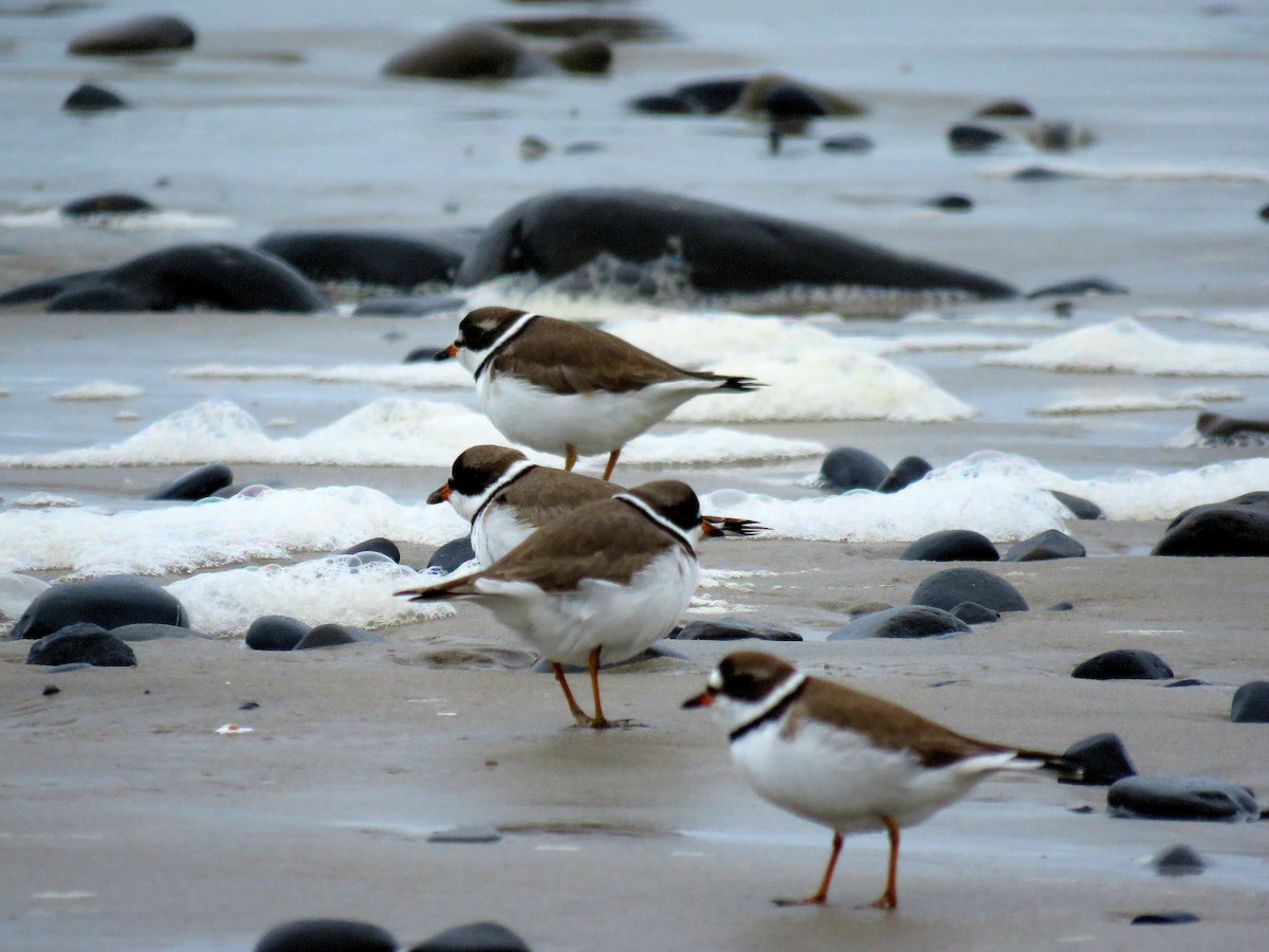 Semipalmated Plover - Annika Andersson
