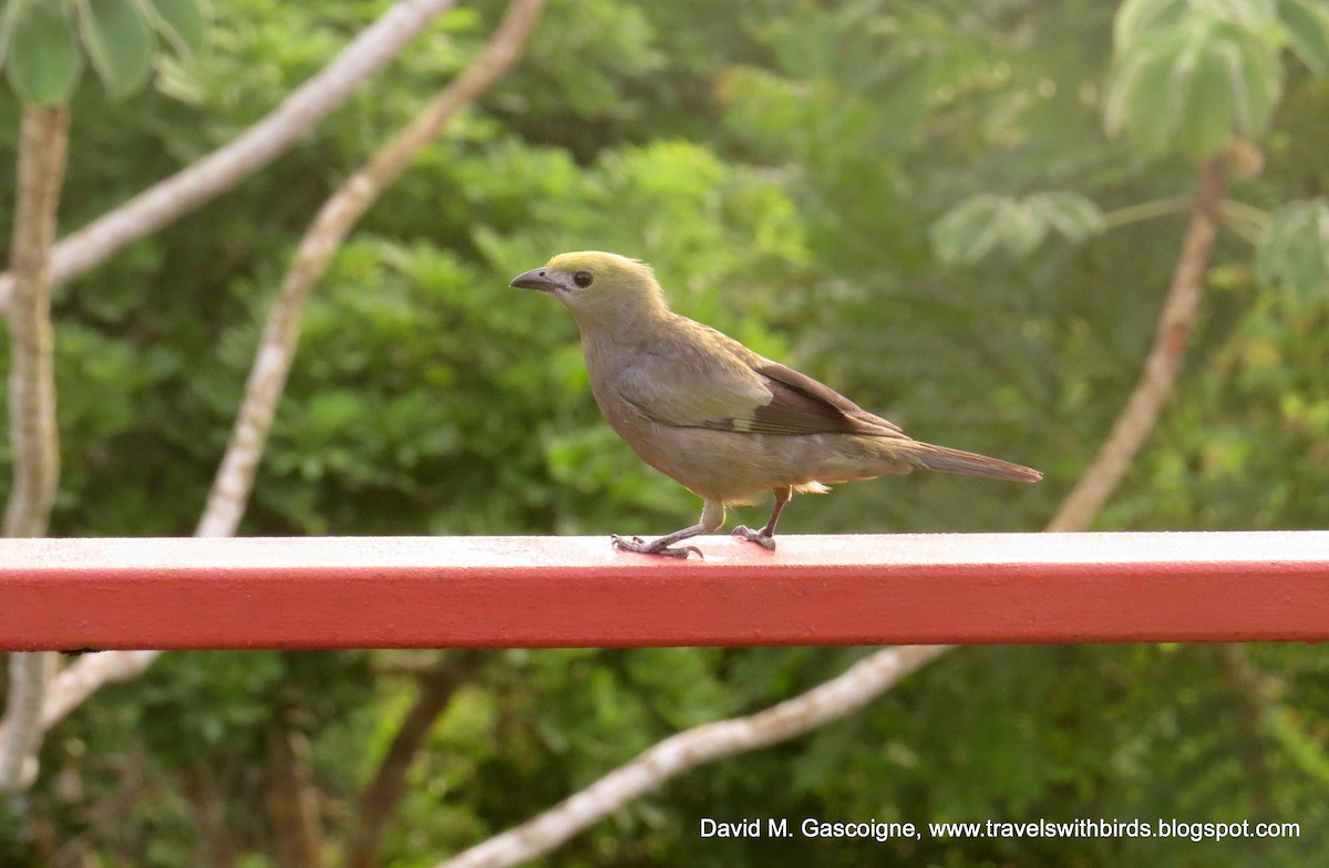Palm Tanager - ML152629611