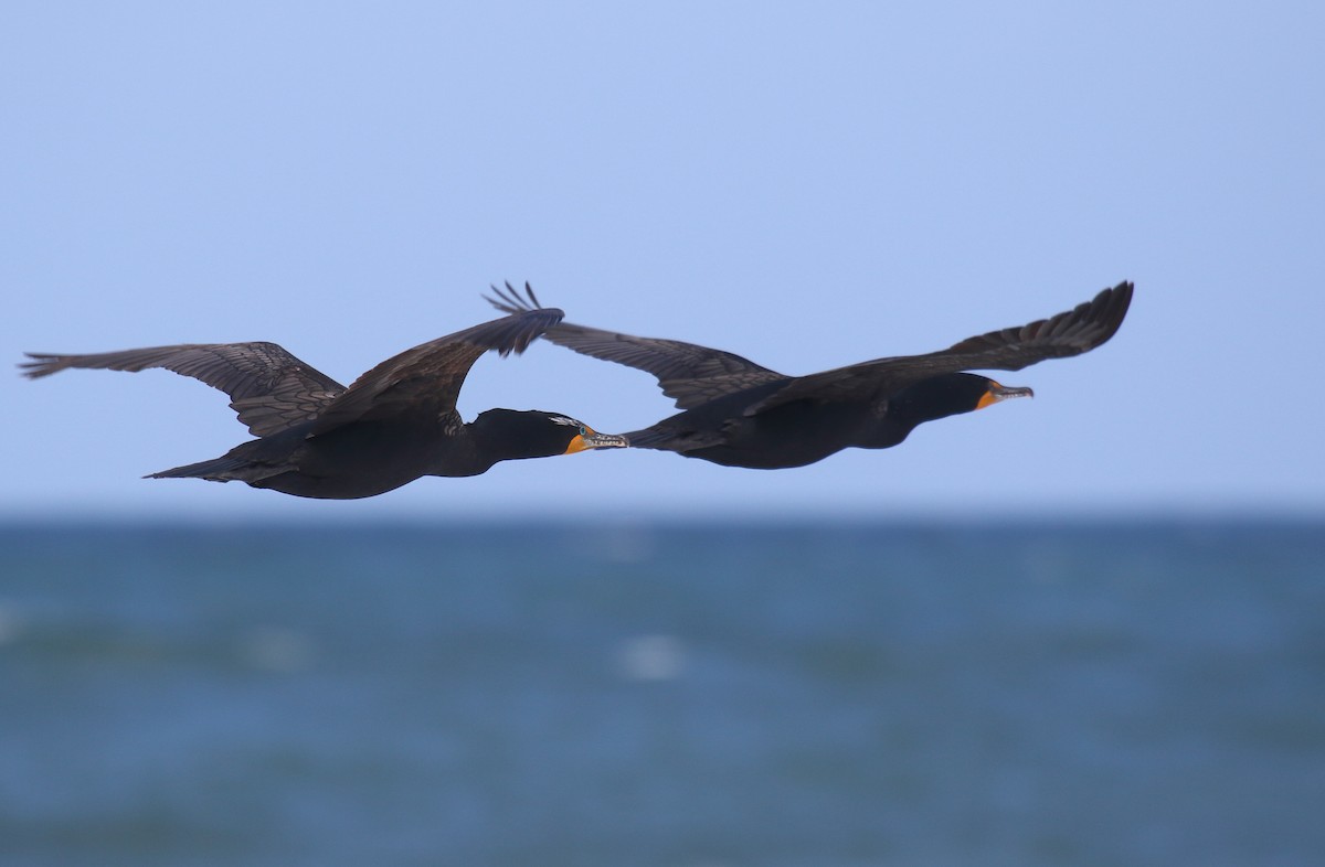 Double-crested Cormorant - Greg Gillson