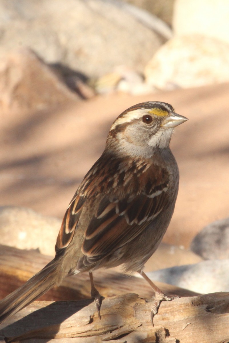 White-throated Sparrow - Tony Battiste