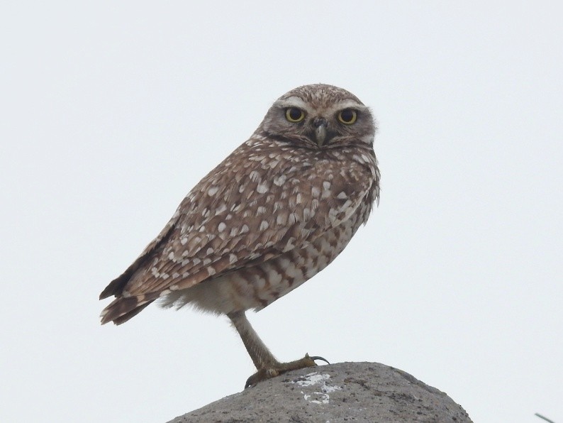Burrowing Owl - Anonymous