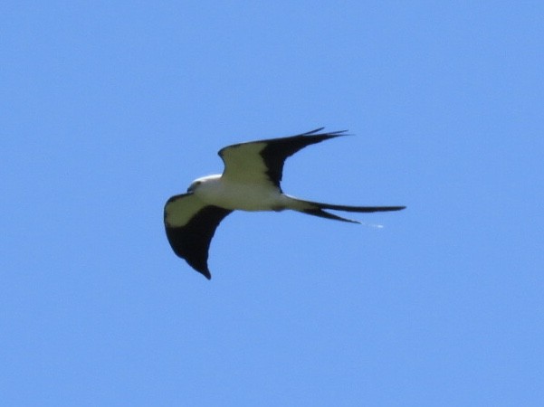 Swallow-tailed Kite - Karen Seward