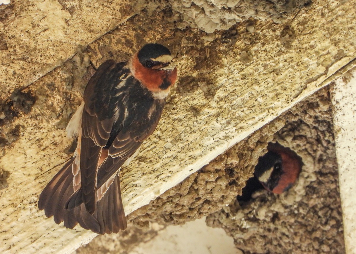 Cliff Swallow - Jeanette Stone