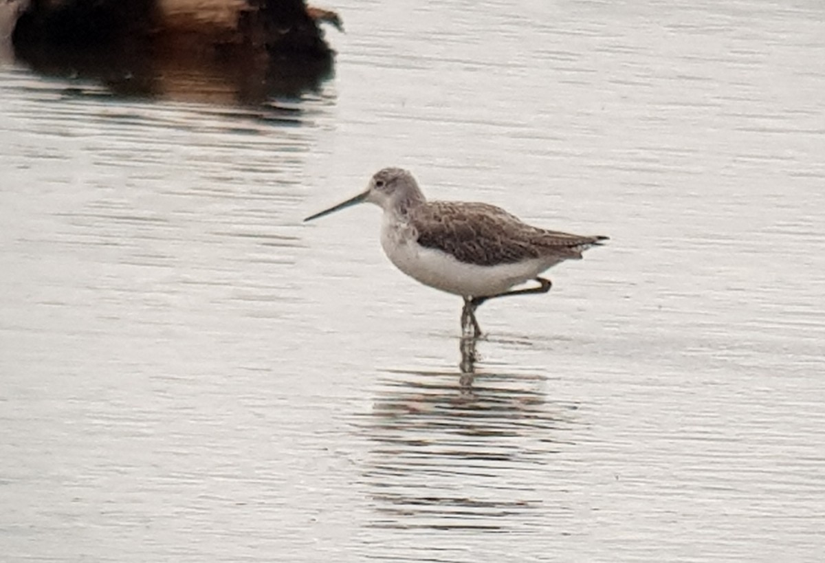 Common Greenshank - Russell Cannings