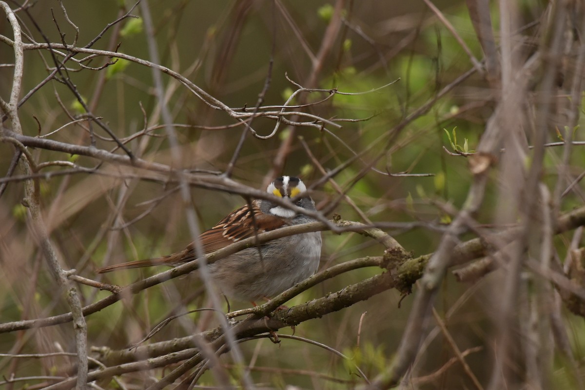 White-throated Sparrow - Tina Alianiello  🦜
