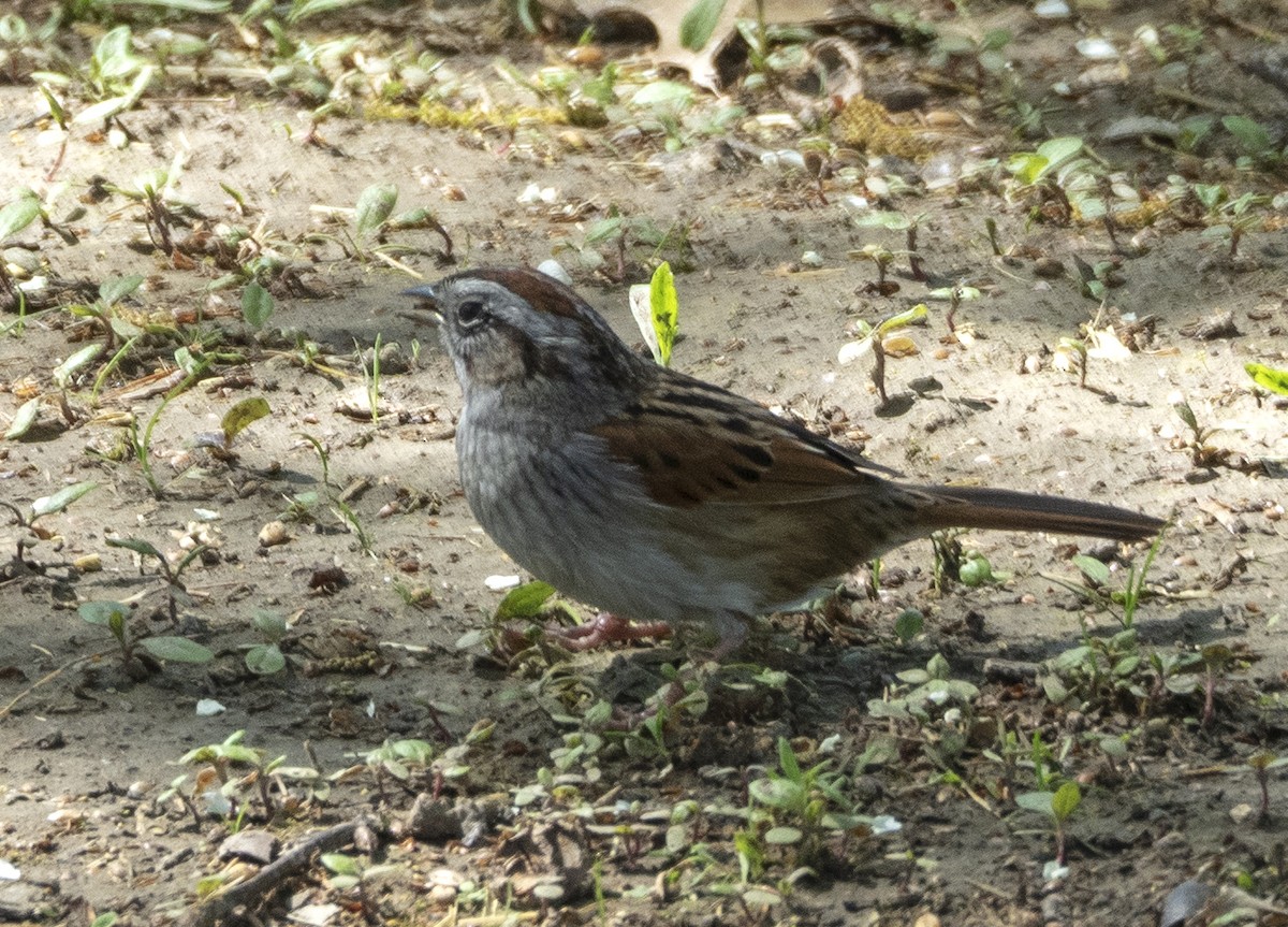 Swamp Sparrow - Bill Michalski