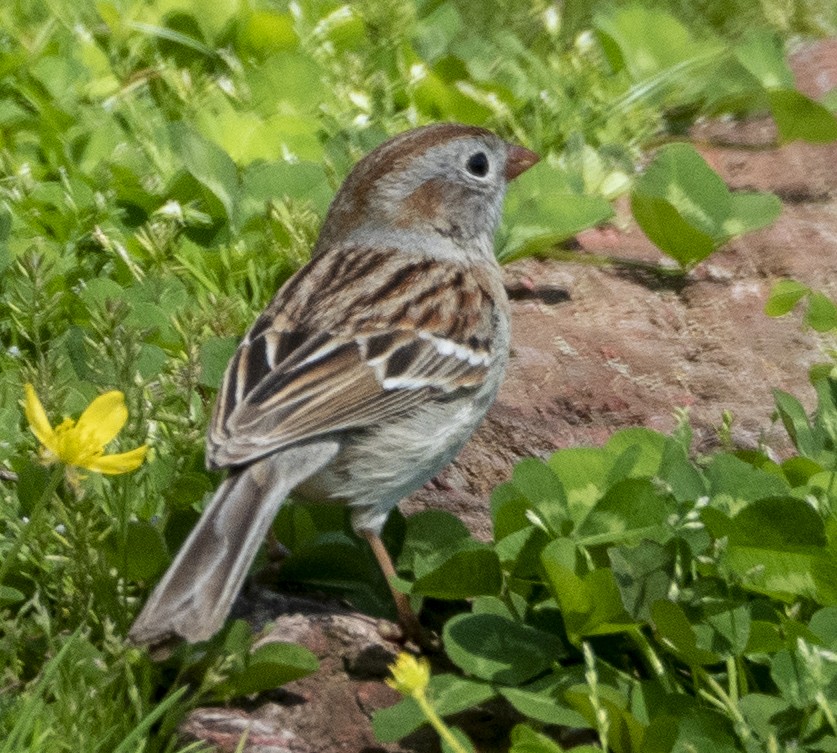 Field Sparrow - Bill Michalski