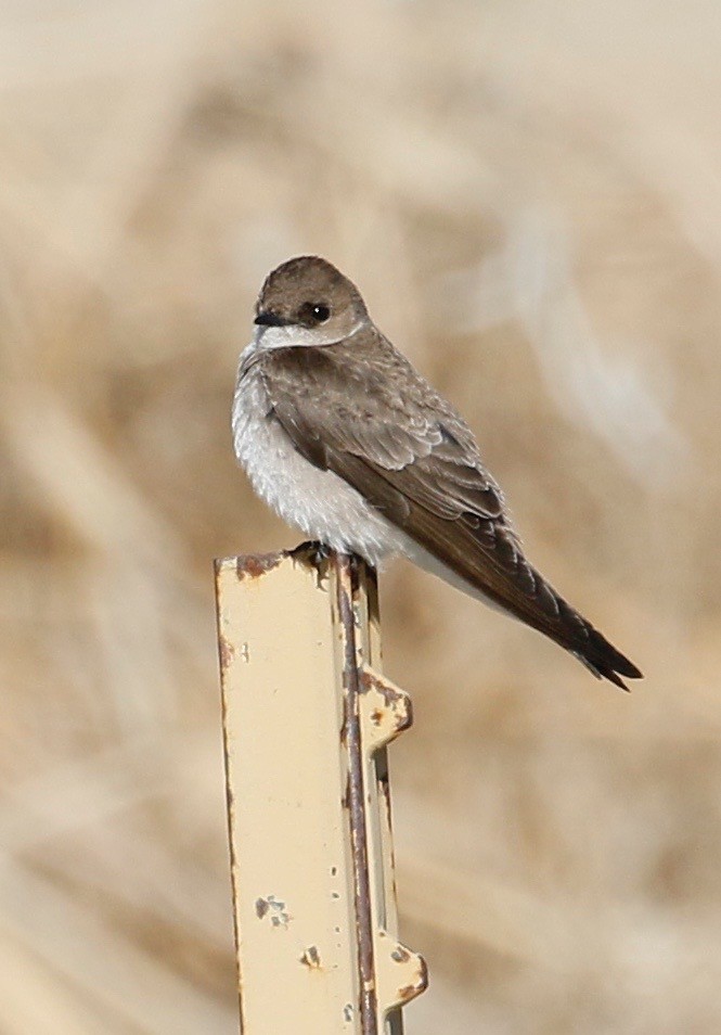 Northern Rough-winged Swallow - Jeffrey Boland