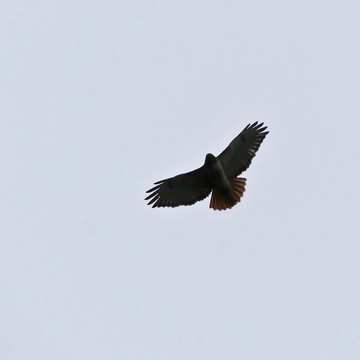 Red-tailed Hawk - ML152641251