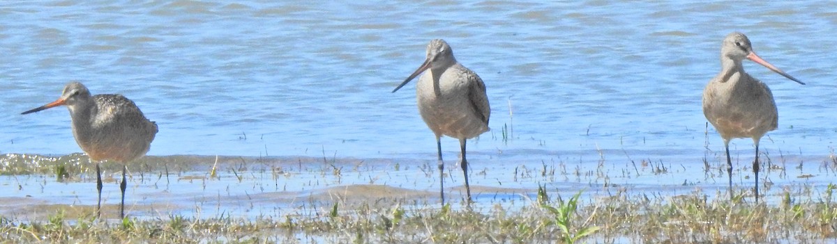 Marbled Godwit - Shirley Wilkerson